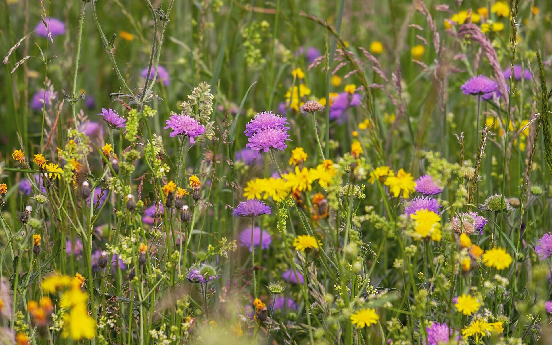 campo di fiori viola e gialli